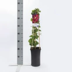 Klim Rose Winkel -Klim Rose Winkel clematis voluceau