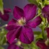 Bosrank (Clematis 'Voluceau') 1 Bosrank (Clematis 'Voluceau') -Klim Rose Winkel clematis voluceau 2 1
