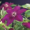Bosrank (Clematis 'Westerplatte') -Klim Rose Winkel clematis westerplatte 2