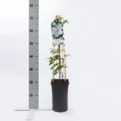 Bosrank (Clematis 'Yukikomachi') -Klim Rose Winkel clematis yukikomachi