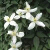Bosrank (Clematis Montana 'Alba') -Klim Rose Winkel clmontan 1 1