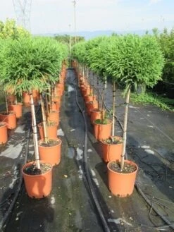 Sikkelden Op Stam (Cryptomeria Japonica 'Globosa Nana') -Klim Rose Winkel cryptomeria japonica globosa nana 100 cm stam