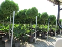 Sikkelden Op Stam (Cryptomeria Japonica 'Globosa Nana') -Klim Rose Winkel cryptomeria japonica globosa nana 2