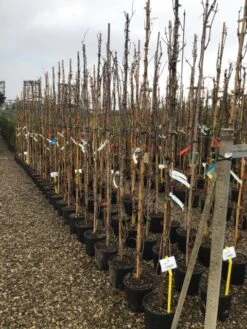 Witte Druif (Vitis Vinifera 'Italia') -Klim Rose Winkel druif