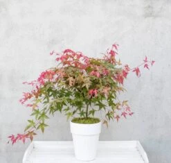 Japanse Esdoorn (Acer Palmatum 'Beni-maiko') -Klim Rose Winkel dsc 8150benimaiko