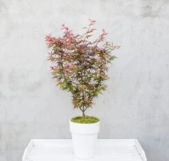 Japanse Esdoorn (Acer Palmatum 'Shaina') -Klim Rose Winkel dsc 8156