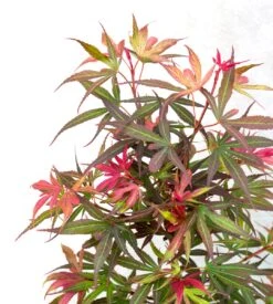 Japanse Esdoorn (Acer Palmatum 'Shaina') -Klim Rose Winkel dsc 8195