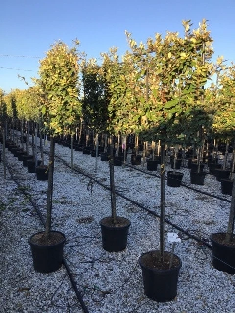 Olijfwilg Halfstam Als Leiboom (Elaeagnus Ebbingei) 3 Olijfwilg Halfstam Als Leiboom (Elaeagnus Ebbingei)