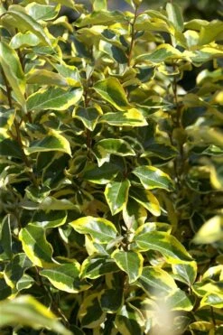 Bontbladige Olijfwilg Als Boom (Elaeagnus Ebbingei 'Gilt Edge') -Klim Rose Winkel elaeagnusgiltedgev01