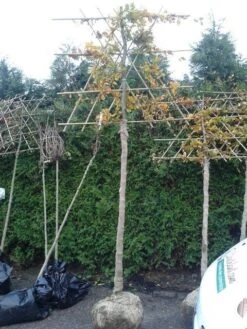 Groene Beuk Als Leiboom (Fagus Sylvatica) -Klim Rose Winkel fagus sylvatica lei