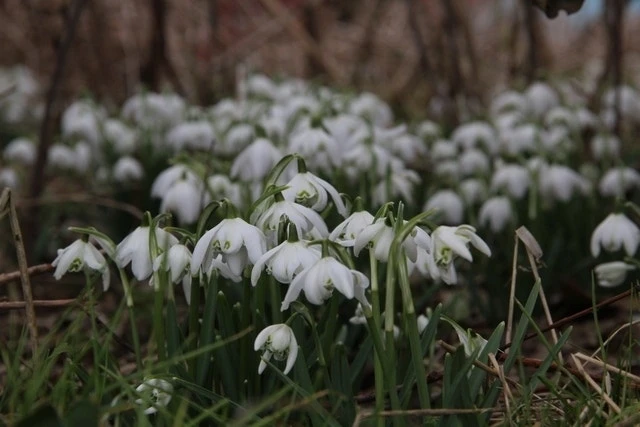 Sneeuwklokjes (Galanthus Nivalis 'Flore Pleno') 3 Sneeuwklokjes (Galanthus Nivalis 'Flore Pleno')