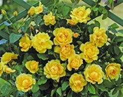 Klimroos (Rosa 'Golden Gate') -Klim Rose Winkel goldengate