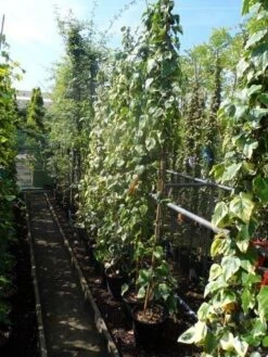 Kaukasische Klimop (Hedera Colchica 'Dentata Variegata') 13 Kaukasische Klimop (Hedera Colchica 'Dentata Variegata') -Klim Rose Winkel hedera colchica dentata variegata 175 200 c10