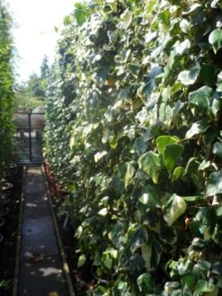 Kaukasische Klimop (Hedera Colchica 'Dentata Variegata') 11 Kaukasische Klimop (Hedera Colchica 'Dentata Variegata') -Klim Rose Winkel hedera colchica dentata variegata 200 250 c15