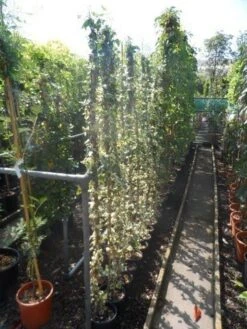 Bonte Klimop (Hedera Helix 'Marginata Elegantissima') -Klim Rose Winkel hedera helix marginata elegantissima 150 200 c3