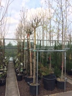 Altheastruik Als Boom (Hibiscus Syriacus 'Oiseau Blue') -Klim Rose Winkel hibiscus