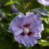 Altheastruik (Hibiscus Syriacus 'Blue Chiffon') -Klim Rose Winkel hibiscus blue chiffon