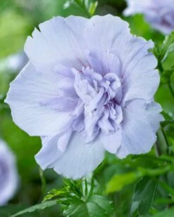 Altheastruik (Hibiscus Syriacus 'Blue Chiffon') 12 Altheastruik (Hibiscus Syriacus 'Blue Chiffon') -Klim Rose Winkel hibiscus blue chiffon 2