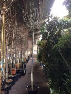 Altheastruik Als Boom (Hibiscus Syriacus 'Oiseau Blue') -Klim Rose Winkel hibiscus oiseau blue 1214 2 1