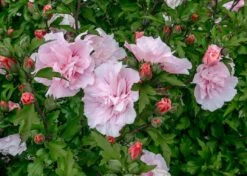 Altheastruik (Hibiscus Syriacus 'Pink Chiffon') -Klim Rose Winkel hibiscus pink chiffon 1