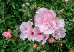 Altheastruik (Hibiscus Syriacus 'Pink Chiffon') -Klim Rose Winkel hibiscus pink chiffon 2