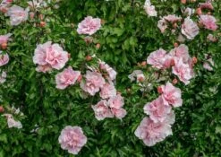 Altheastruik (Hibiscus Syriacus 'Pink Chiffon') -Klim Rose Winkel hibiscus pink chiffon 3