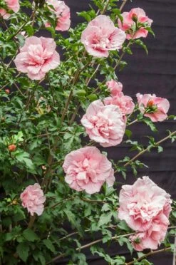 Altheastruik (Hibiscus Syriacus 'Pink Chiffon') -Klim Rose Winkel hibiscus pink chiffon 9