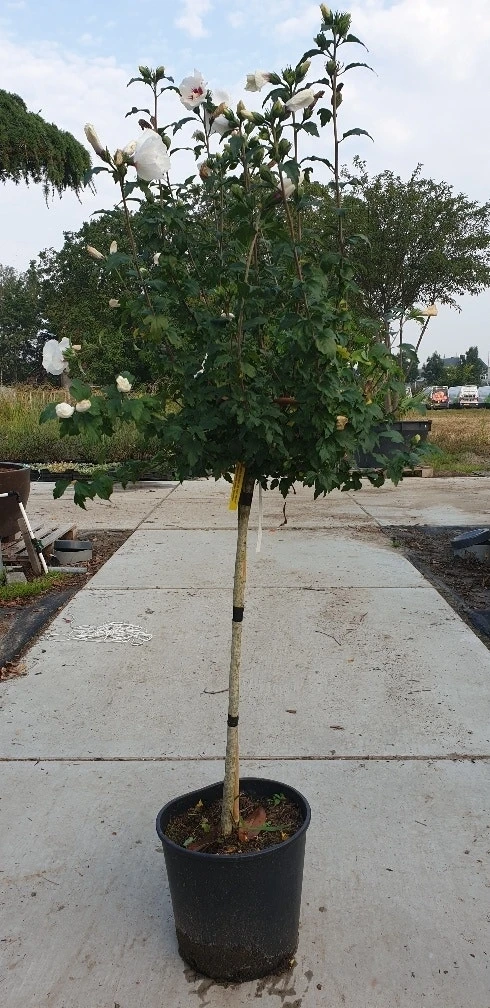 Altheastruik Op Stam (Hibiscus Syriacus 'Red Heart') 4 Altheastruik Op Stam (Hibiscus Syriacus 'Red Heart') - Afbeelding 2