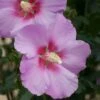 Altheastruik (Hibiscus Syriacus 'Rose Moon') -Klim Rose Winkel hibiscus rose moon