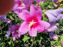 Altheastruik (Hibiscus Syriacus 'Rose Moon') -Klim Rose Winkel hibiscus rose moon 3