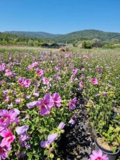 Altheastruik (Hibiscus Syriacus 'Rose Moon') -Klim Rose Winkel hibiscus rose moon 4
