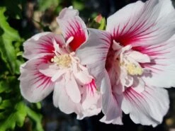 Altheastruik (Hibiscus Syriacus 'Starburst Chiffon') -Klim Rose Winkel hibiscus stardust chiffon 1