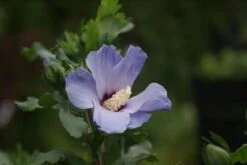 Altheastruik Op Stam (Hibiscus Syriacus 'Oiseau Blue') -Klim Rose Winkel hibiscus syr. oiseau blue 3