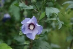 Altheastruik Op Stam (Hibiscus Syriacus 'Oiseau Blue') -Klim Rose Winkel hibiscus syr oiseau bleu 2