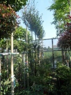 Altheastruik Als Boom (Hibiscus Syriacus 'Oiseau Blue') -Klim Rose Winkel hibiscus syriacus in soorten 10 12ho cont