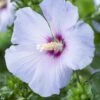 Altheastruik Op Stam (Hibiscus Syriacus 'Oiseau Blue') -Klim Rose Winkel hibiscus syriacus oiseau bleu