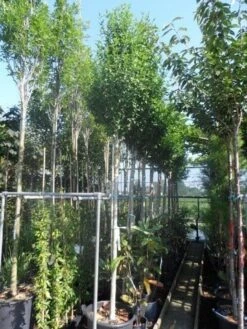 Altheastruik Als Boom (Hibiscus Syriacus 'Oiseau Blue') -Klim Rose Winkel hibiscus syriacus oiseau bleu 12 14ho cont