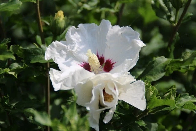 Altheastruik Op Stam (Hibiscus Syriacus 'Red Heart') 5 Altheastruik Op Stam (Hibiscus Syriacus 'Red Heart') - Afbeelding 3