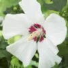 Altheastruik Als Boom (Hibiscus Syriacus 'Red Heart') -Klim Rose Winkel hibiscus syriacus red heart 2