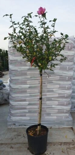 Altheastruik Op Stam (Hibiscus Syriacus 'Woodbridge') -Klim Rose Winkel hibiscus woodbridge