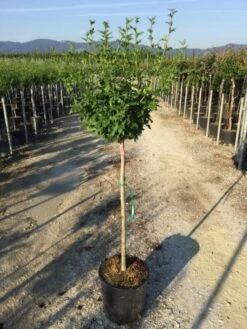 Altheastruik Als Halfstam (Hibiscus Syriacus 'Hamabo') -Klim Rose Winkel hibiscushamabohalfstam02