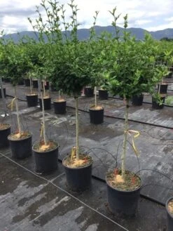 Altheastruik Als Halfstam (Hibiscus Syriacus 'Hamabo') -Klim Rose Winkel hibiscushamabohalfstam03