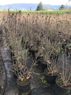 Altheastruik (Hibiscus Syriacus 'Pink Chiffon') -Klim Rose Winkel hibiscuspinkchiffon