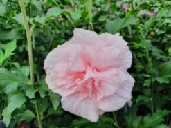 Altheastruik (Hibiscus Syriacus 'Pink Chiffon') -Klim Rose Winkel hibiscuspinkchiffon01