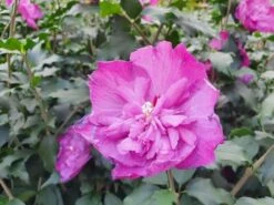 Altheastruik (Hibiscus Syriacus 'Purple Ruffles')