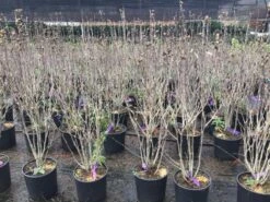 Altheastruik (Hibiscus Syriacus 'Purple Ruffles') -Klim Rose Winkel hibiscuspurpleruffles02