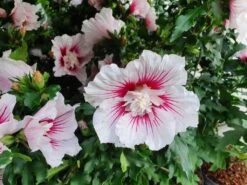Altheastruik (Hibiscus Syriacus 'Starburst Chiffon') -Klim Rose Winkel hibiscusstarburstchiffon01