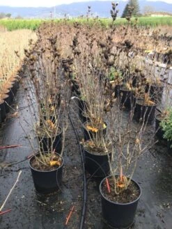 Altheastruik (Hibiscus Syriacus 'Starburst Chiffon') -Klim Rose Winkel hibiscusstarburstchiffon02