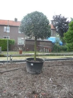 Hulst Op Stam (Ilex Aquifolium) -Klim Rose Winkel ilex aquifolium halfstam 30 35