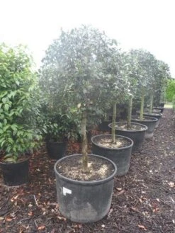 Hulst Op Stam (Ilex Aquifolium) -Klim Rose Winkel ilex aquifolium halfstam c130 150